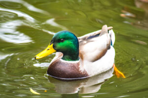Emmet County Ducks Unlimited Auction